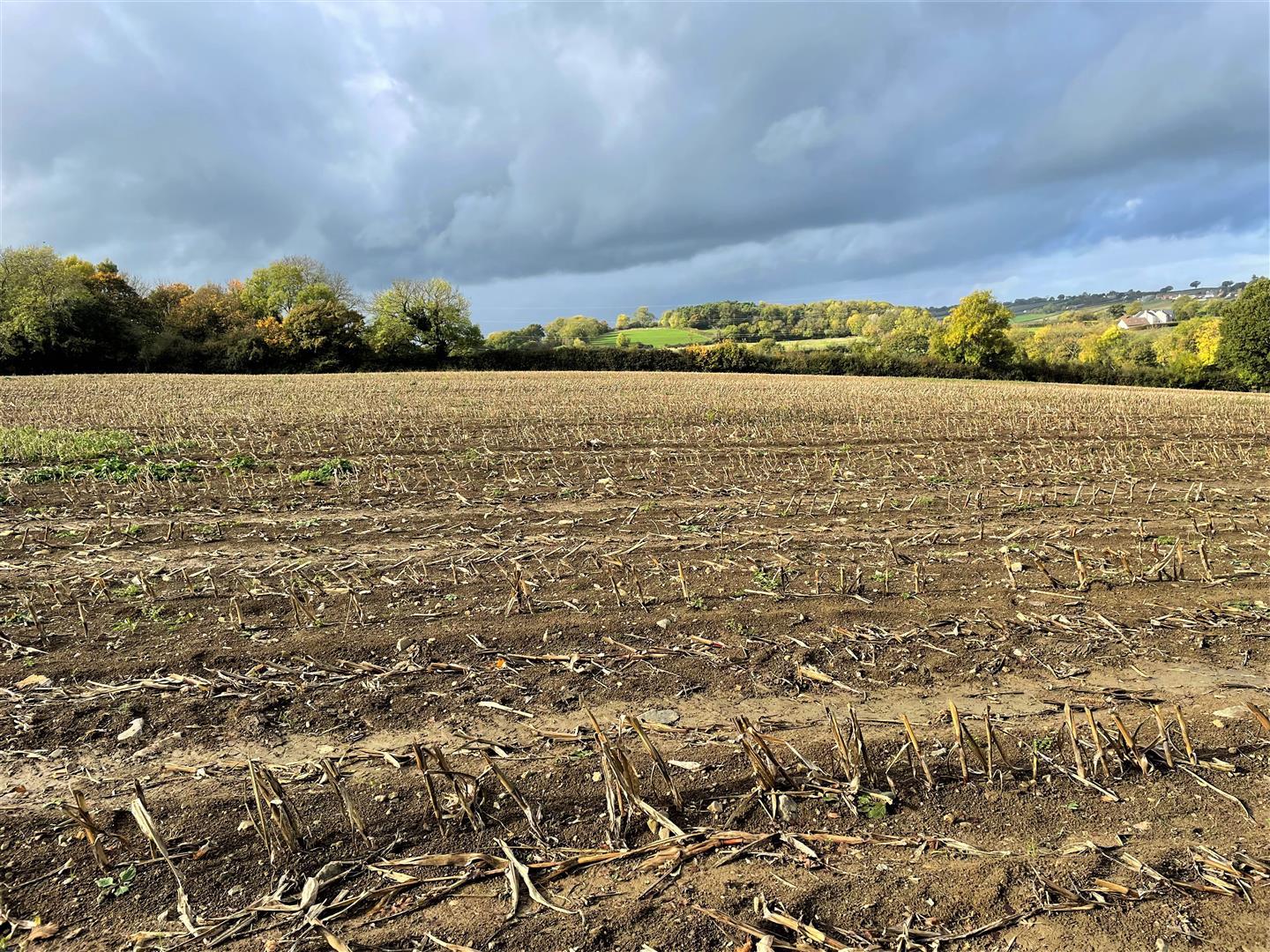 land for sale in Ashcott, Somerset, TA7 Symonds & Sampson