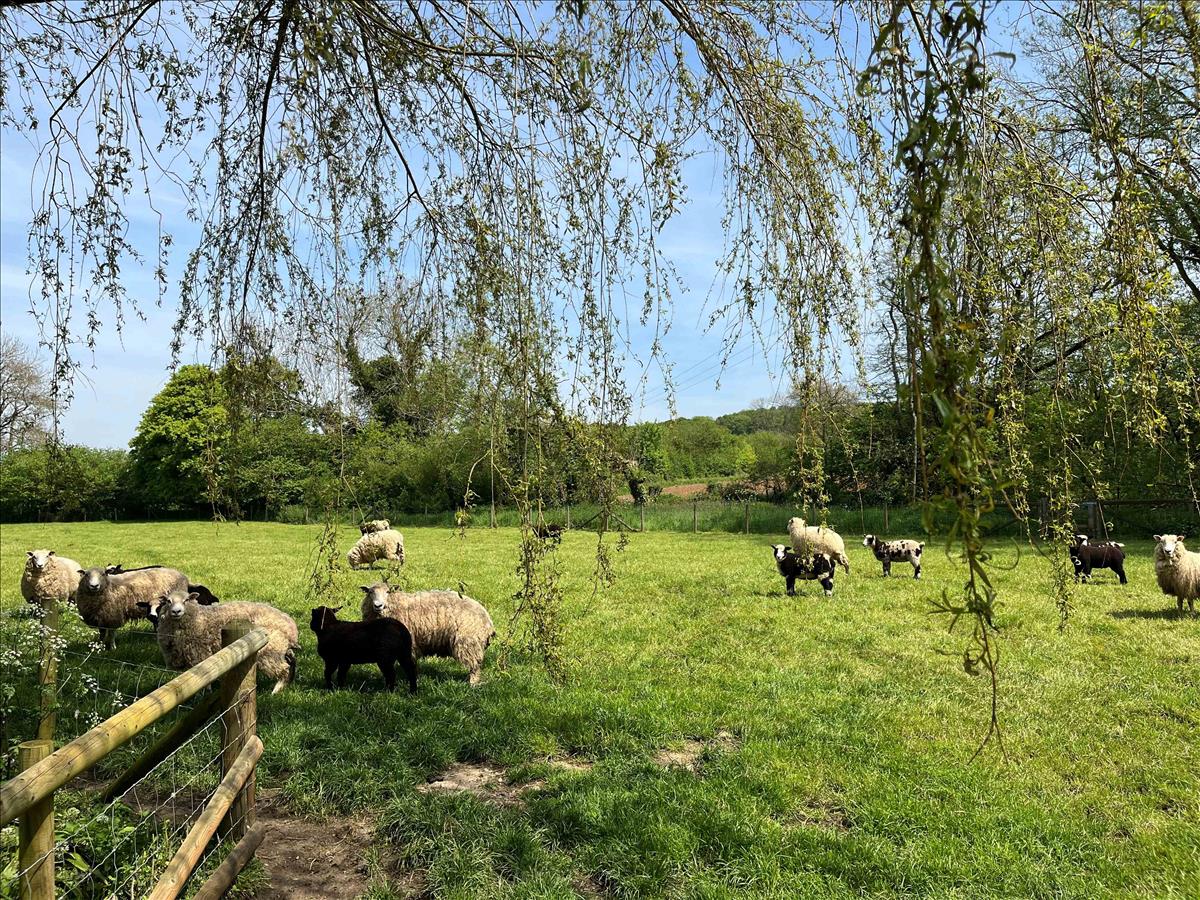 5 bedroom detached house for sale in Fifehead Neville, Sturminster