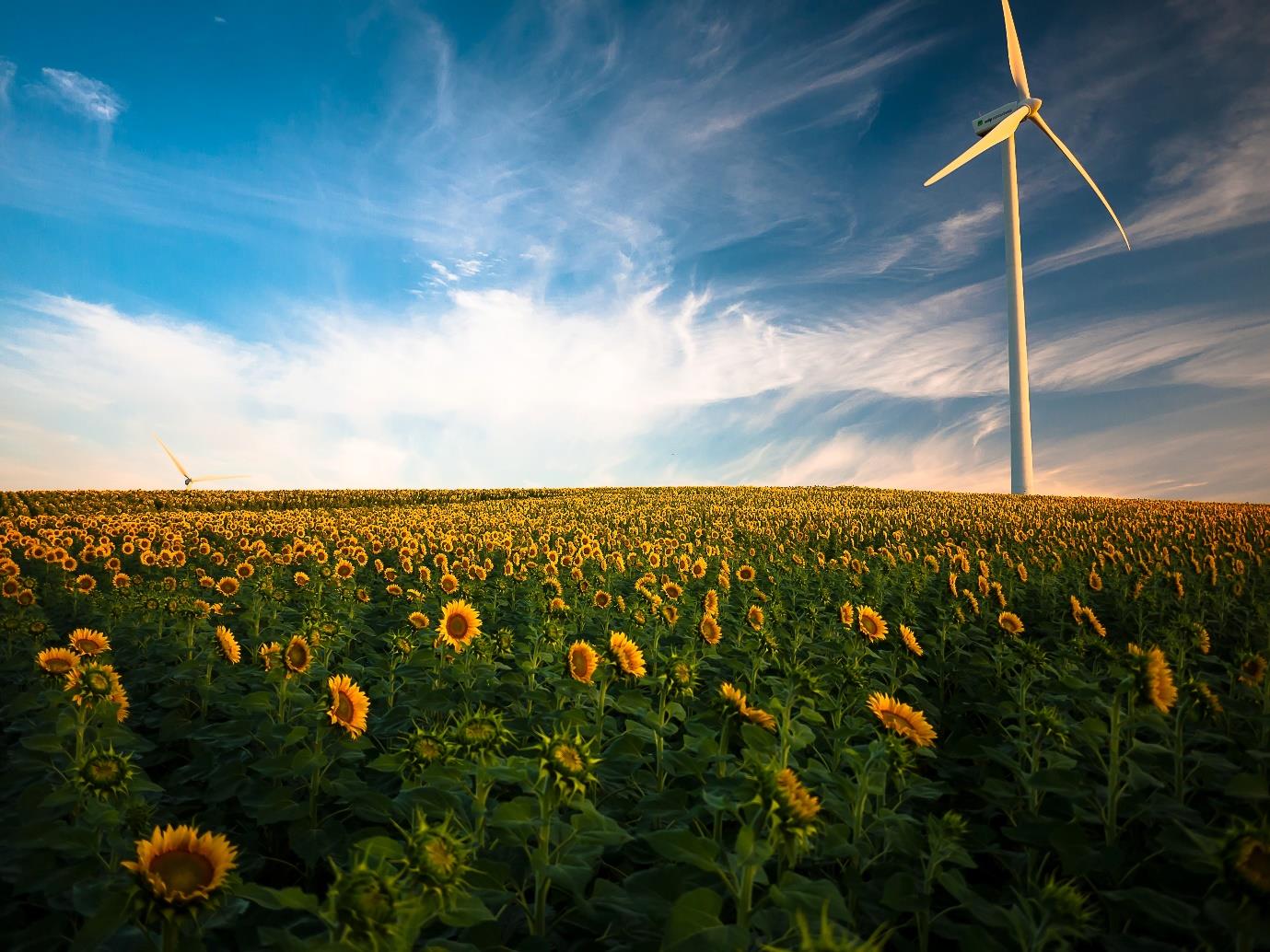 A yellow flower in a field
Description automatically generated