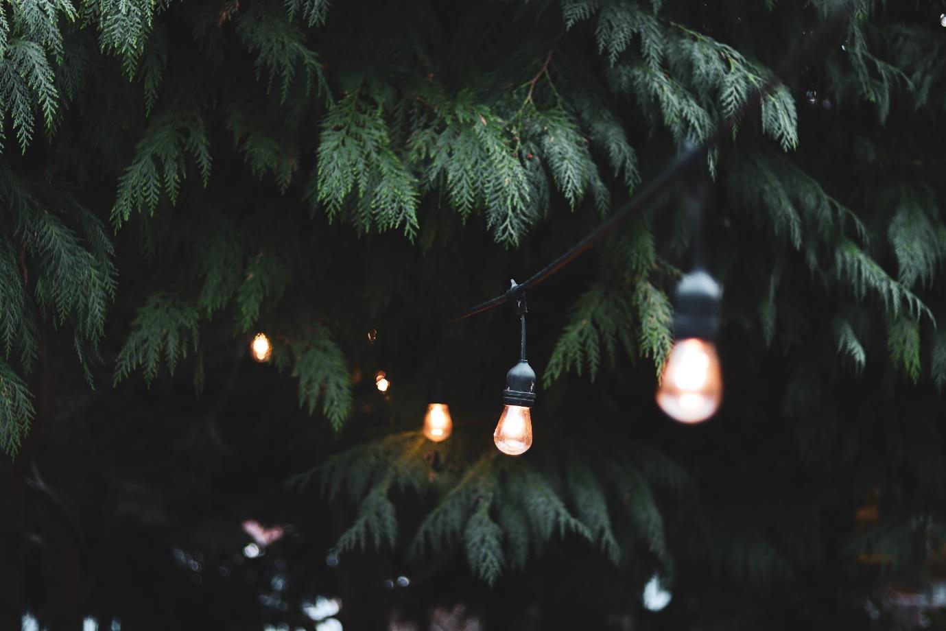 A close up of a tree
Description automatically generated