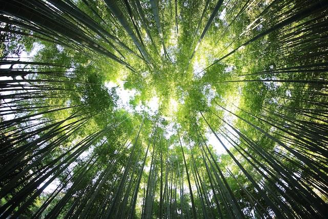 bamboo sustainable carbon footprint