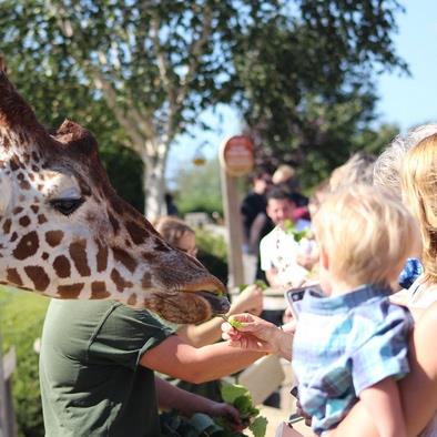 Colchester Zoo confirms re-opening could be a 'matter of weeks ...